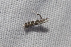 Leucospilapteryx venustella