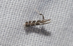 Leucospilapteryx venustella
