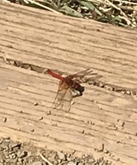 Sympetrum illotum