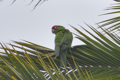 Psittacara erythrogenys