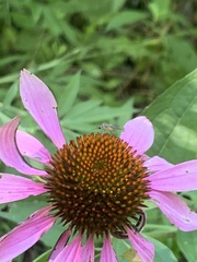 Chrysopilus modestus