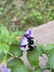 Bombus impatiens