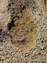 Rhinotropis intermontana