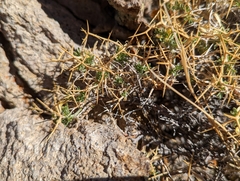 Rhinotropis intermontana