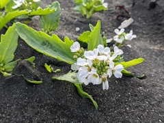 Cakile arctica