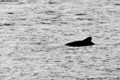 Cephalorhynchus eutropia