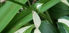 Pieris rapae