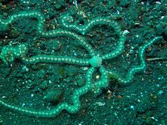 Macrophiothrix