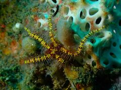 Macrophiothrix