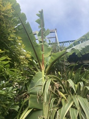 Ensete
