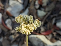 Cymopterus aboriginum