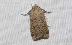 Abagrotis