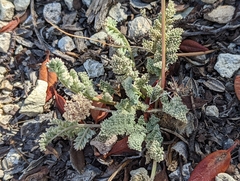 Cymopterus aboriginum