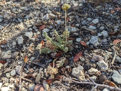 Cymopterus aboriginum