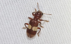 Enoclerus quadrisignatus