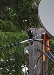 Sphyrapicus nuchalis