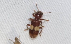 Enoclerus quadrisignatus