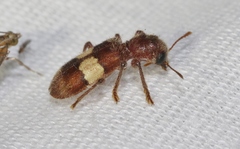 Enoclerus quadrisignatus