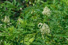 Sambucus racemosa