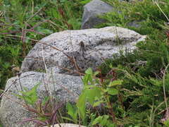 Leucorrhinia borealis