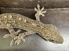 Gekko japonicus