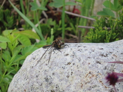 Leucorrhinia borealis