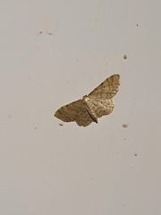 Idaea fuscovenosa
