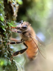 Apis mellifera