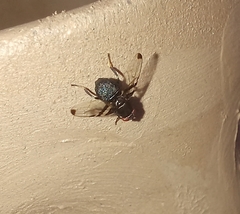 Acrostictella parallela