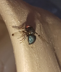Acrostictella parallela