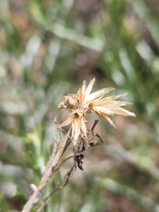 Ericameria nauseosa bernardina