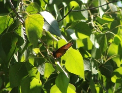 Limenitis archippus obsoleta