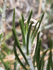 Ericameria nauseosa bernardina