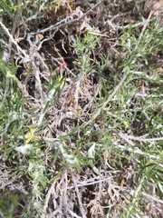 Ericameria nauseosa bernardina