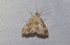 Scybalistodes periculosalis