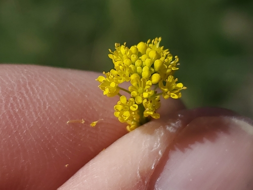 Image of Descurainia incana by no rights reserved