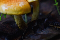 Pholiota multicingulata