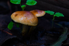 Pholiota multicingulata
