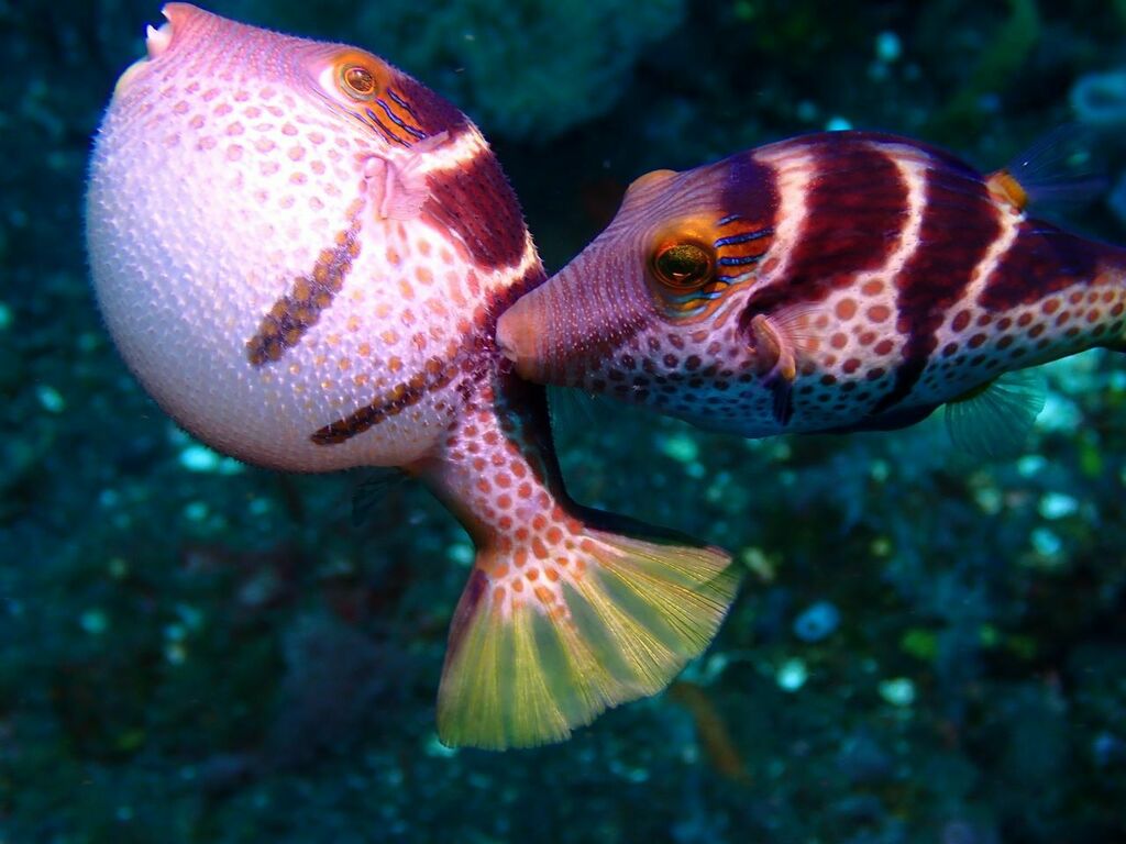 Banded toby (Canthigaster valentini) — Tetraodontidae