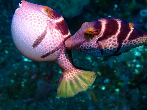 Blacksaddle Toby — seen at this dive site