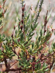 Eriogonum wrightii membranaceum