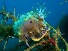 Halgerda willeyi