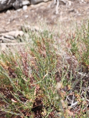 Eriogonum wrightii membranaceum