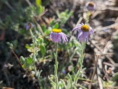 Erigeron clokeyi