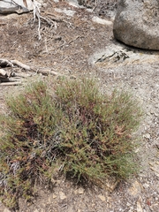Eriogonum wrightii membranaceum