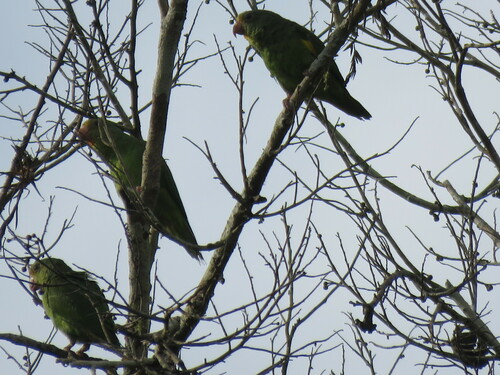 Cobalt-winged Parakeet (Brotogeris cyanoptera), photo 9