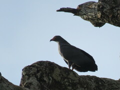 Helicolestes hamatus