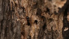 Agenioideus cinctellus