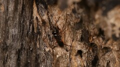 Agenioideus cinctellus