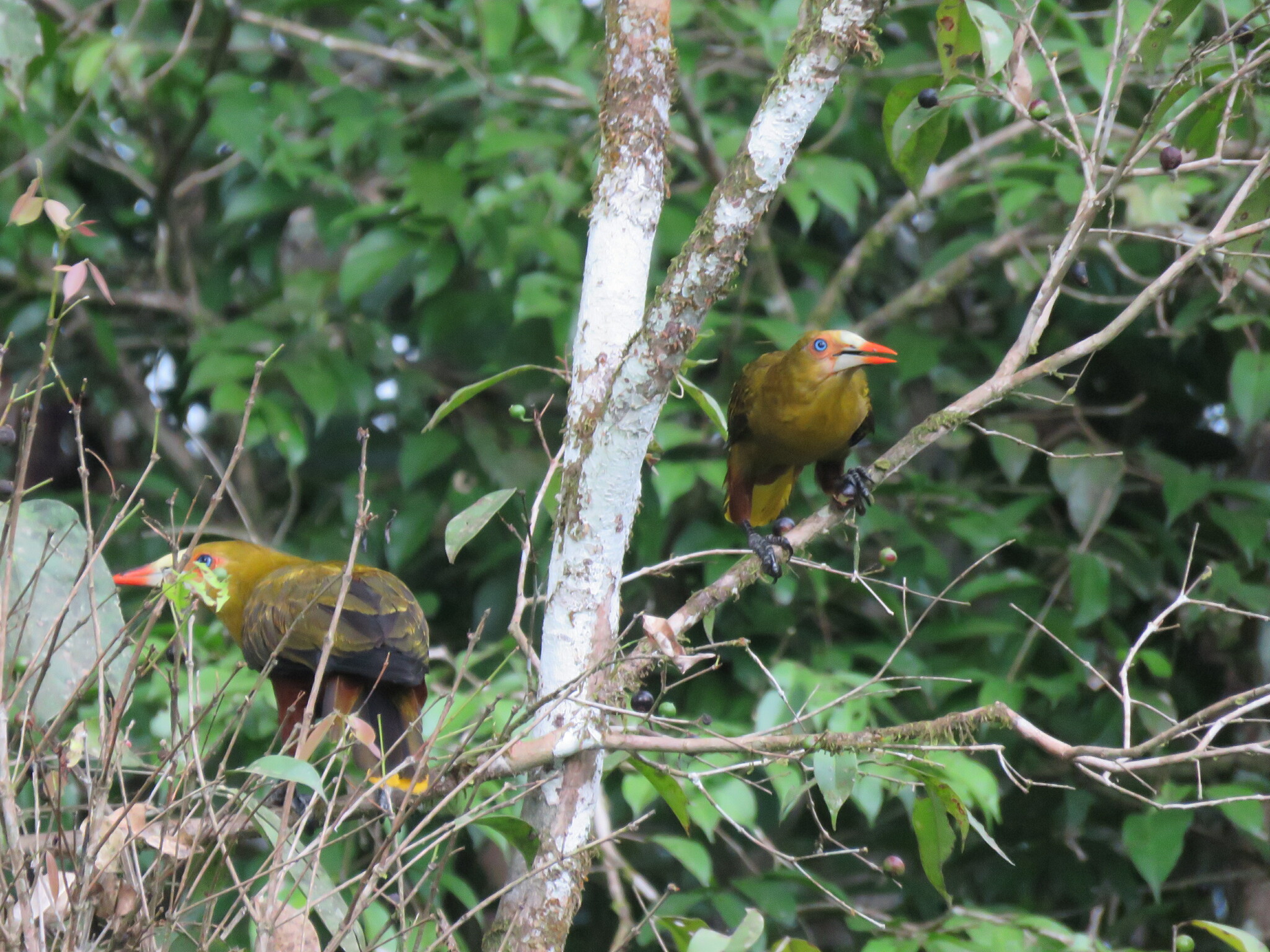 Green Oropendola illustration